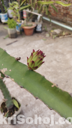 ড্রাগন গাছ